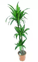 Драцена душистая Стеуднери - Dracaena fragrans steudneri D30 H160