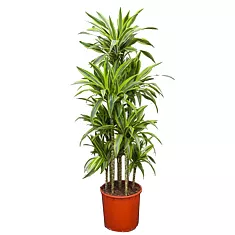 Драцена душистая Стеуднери карусель - Dracaena fragrans steudneri D35 H150