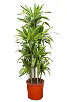 Драцена душистая Стеуднери карусель - Dracaena fragrans steudneri D35 H150