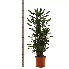 Драцена душистая Стеуднери карусель - Dracaena fragrans steudneri D35 H180