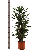 Драцена душистая Стеуднери карусель - Dracaena fragrans steudneri D35 H180