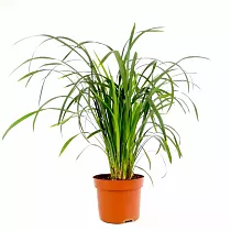 Лириопа - Liriope D10 H20