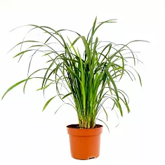 Лириопа - Liriope D10 H20