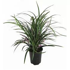 Лириопа - Liriope D13 H30