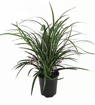 Лириопа - Liriope D13 H30