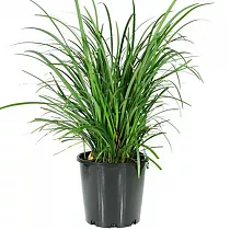 Лириопа - Liriope D17 H40