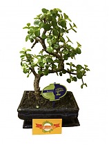 Бонсай Красула (денежное дерево) - Bonsai Crassula D25 H35