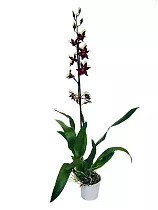 Камбрия 1 цветонос- Cambria D12 H50