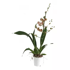 Камбрия Джангл Монарх - Cambria Jungle monarch D12 H60
