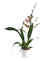 Камбрия Джангл Монарх - Cambria Jungle monarch D12 H60