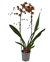 Камбрия Кататанта - Cambria Catatante D12 H70