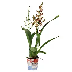 Камбрия Джангл Монарх - Cambria Jungle monarch D12 H60