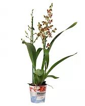 Камбрия Джангл Монарх - Cambria Jungle monarch D12 H60