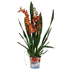 Камбрия Кататанта 2 цветоноса - Cambria Catatante D12 H60