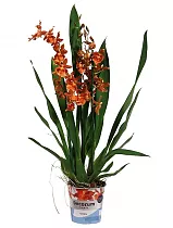 Камбрия Кататанта 2 цветоноса - Cambria Catatante D12 H60