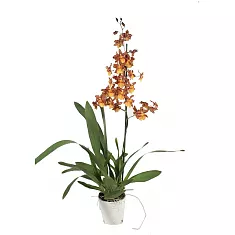 Камбрия Кататанта 1 цветонос - Cambria Catatante D12 H70