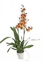 Камбрия Кататанта 1 цветонос - Cambria Catatante D12 H70