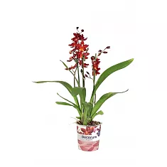 Камбрия Руби Ред 3 цветоноса - Cambria Red Ruby D12 H50