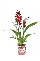 Камбрия Руби Ред 3 цветоноса - Cambria Red Ruby D12 H50