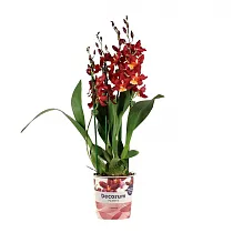Камбрия Руби Ред 4 цветоноса - Cambria Red Ruby D12 H50