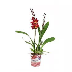 Камбрия Руби Ред 2 цветоноса - Cambria Red Ruby D12 H50