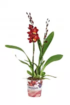 Камбрия Руби Ред 2 цветоноса - Cambria Red Ruby D12 H50