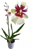 Камбрия 1 цветонос -  Cambria D12 H50