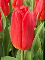 Тюльпан Red Gold 50штук