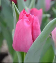 Тюльпан Sweet Rosy 50 штук