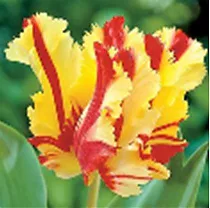 Тюльпан Flaming Parrot 50 штук