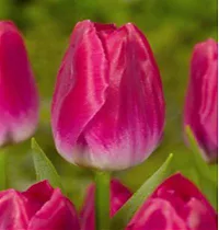 Тюльпан Bolroyal Pink 50 штук