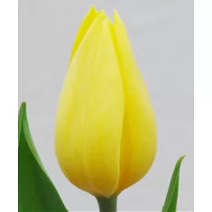 Тюльпан STRONG GOLD 40 см  30 штук