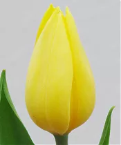 Тюльпан STRONG GOLD 40 см  30 штук