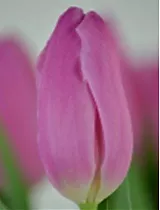 Тюльпан Pink Flag 50 штук
