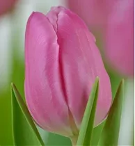Тюльпан Jumbo Pink 50 штук