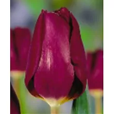 Тюльпан Purple Lady 50 штук