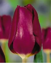 Тюльпан Purple Lady 50 штук