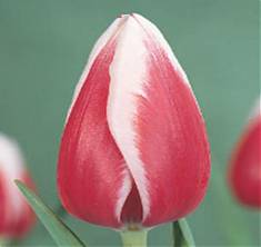 Тюльпан Guus Papendrecht 50 штук