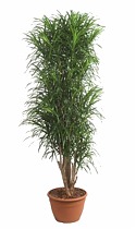 Драцена отогнутая Анита - Dracaena reflexa Anita D30 H180