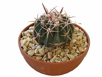 Эхинокактус техасский  - Echinocactus texensis D24 H30