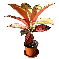 Кодиеум Миссис Айстон - Codiaeum Mrs Iceton  H30