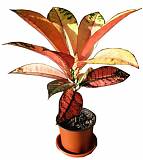 Кодиеум Миссис Айстон - Codiaeum Mrs Iceton  H30