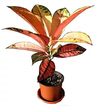 Кодиеум Миссис Айстон - Codiaeum Mrs Iceton  H30