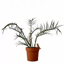 Филодендрон Тортум - Philodendron Tortum D12 H30