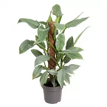 Филодендрон Сильвер Квин - Philodendron Silver Queen D17 H60