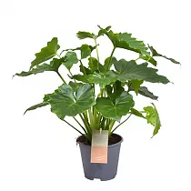 Филодендрон Шангри Ла - Philodendron Shangri La D14 H35