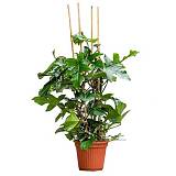 Филодендрон чешуеносный - Philodendron Squamiferum D40 H140