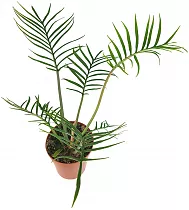 Филодендрон Тортум - Philodendron Tortum D19 H40