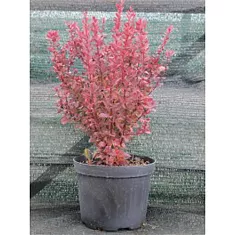 Барбарис тунберга Ред Рокет  - Berberis thunbergii Red Rocket D9 H20