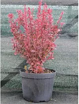 Барбарис тунберга Ред Рокет  - Berberis thunbergii Red Rocket D9 H20